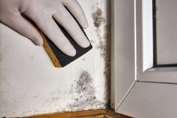 Mold Remediation for Vacation Homes in Valley Park, MO
