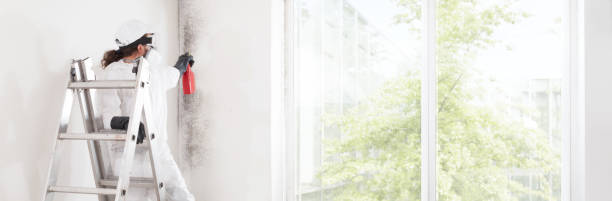Best Mold Damage Restoration  in Valley Park, MO